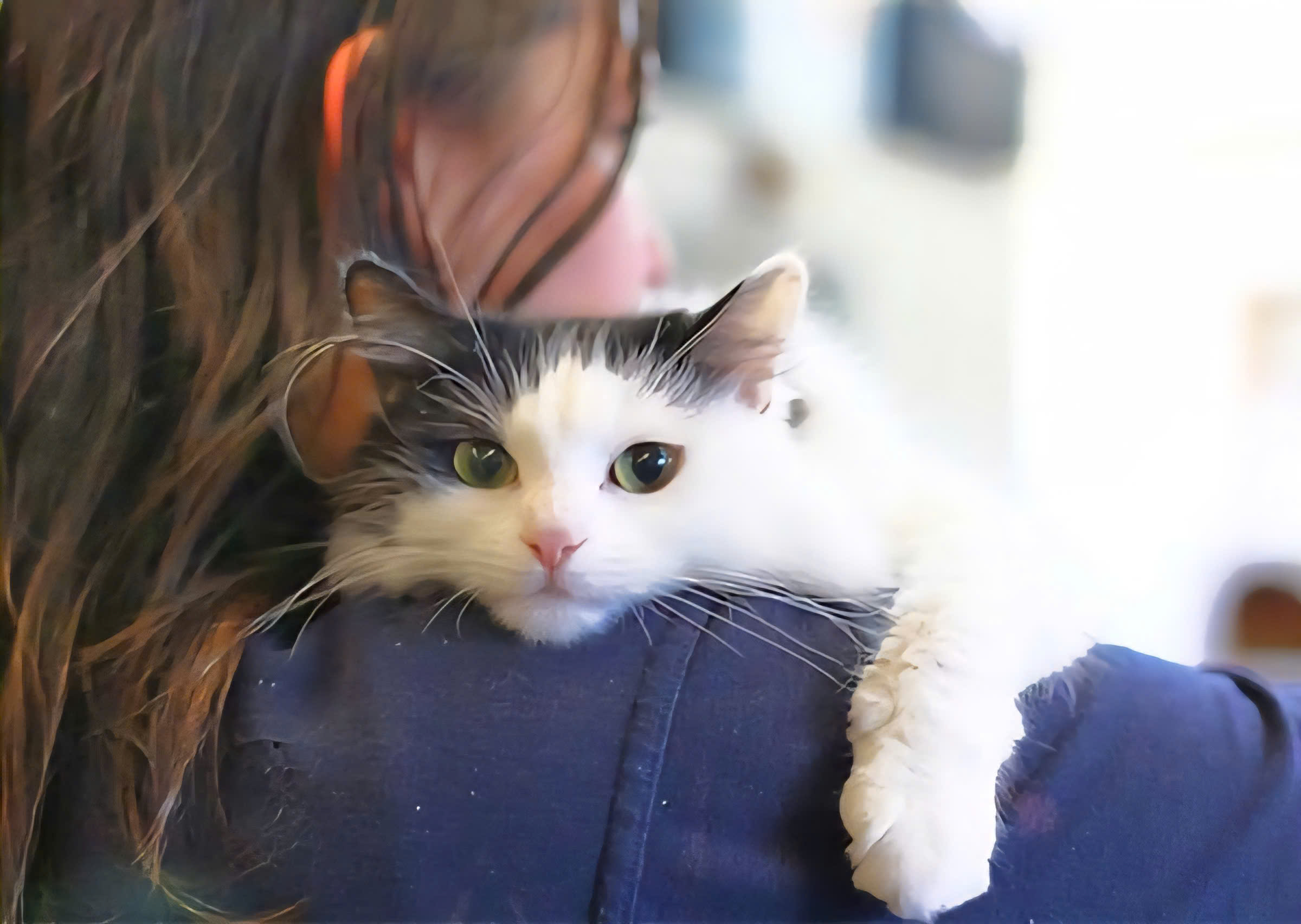 Những sai lầm phổ biến khi nuôi mèo – Nguyên nhân và cách khắc phục hiệu quả