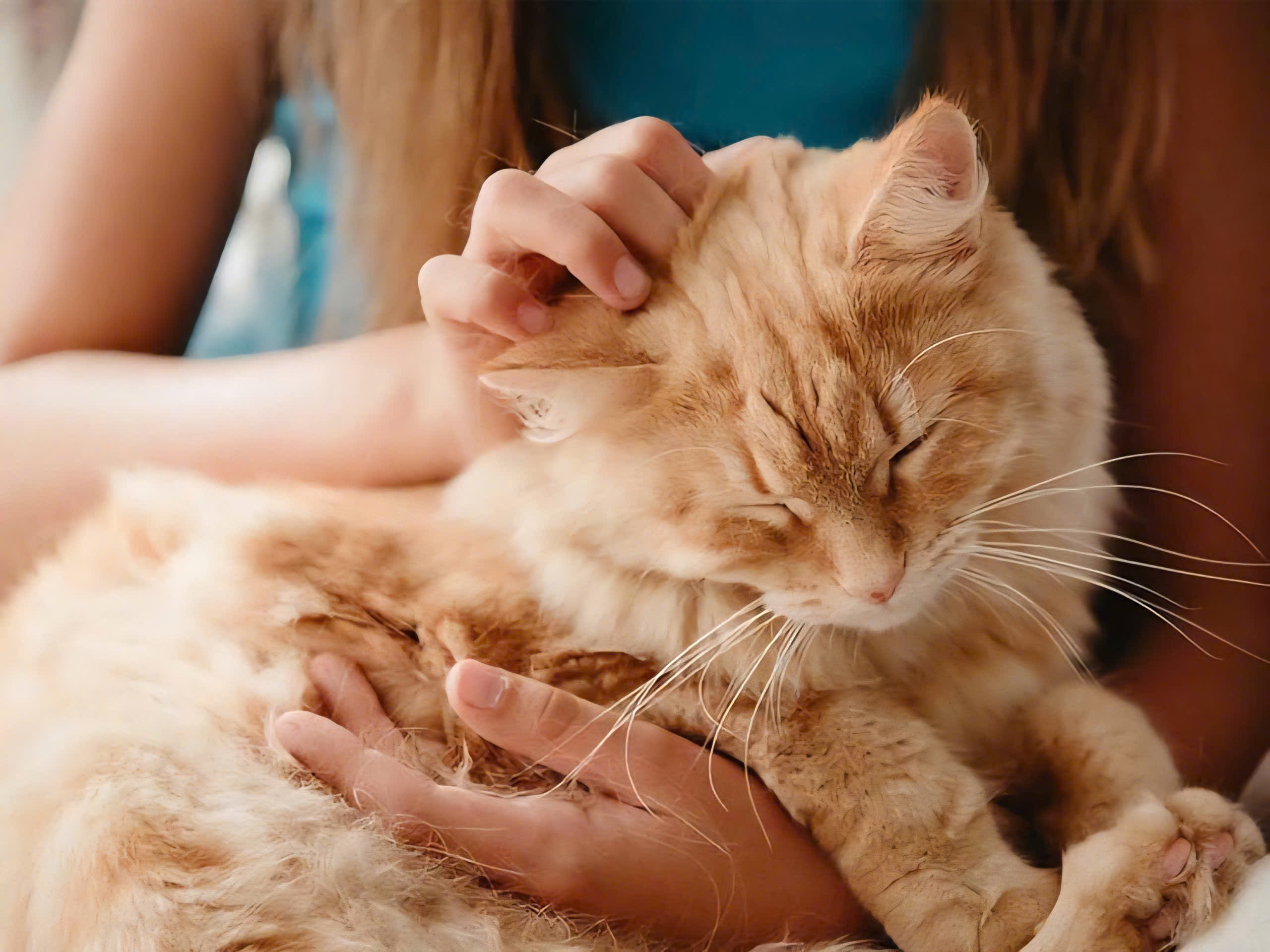 Các giống mèo phổ biến tại Việt Nam – Cách lựa chọn giống mèo phù hợp và chăm sóc hiệu quả