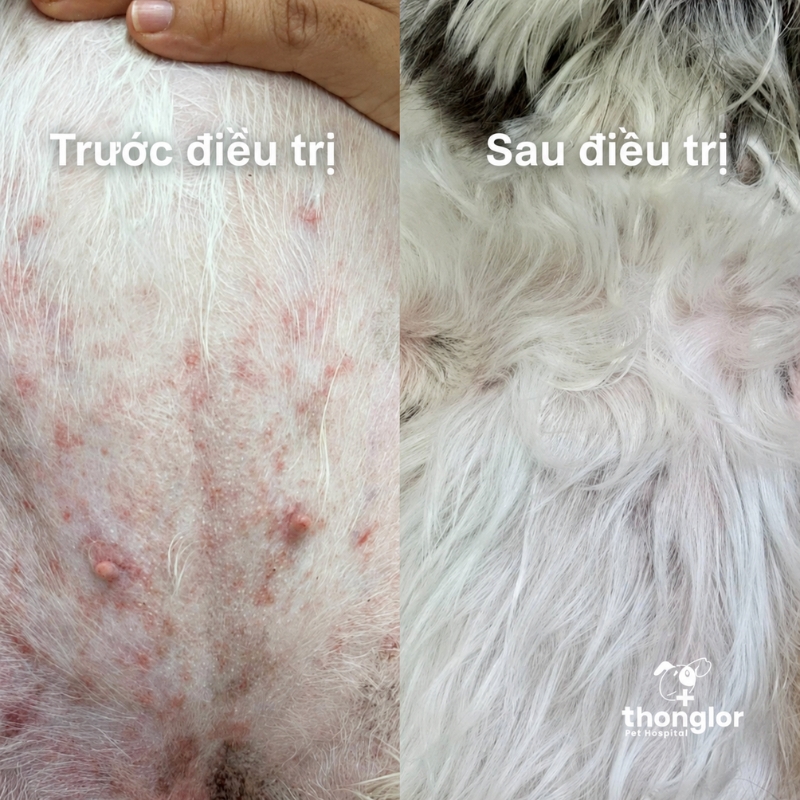 Da chó bị đỏ viêm vùng nách trước và sau điều trị viêm da