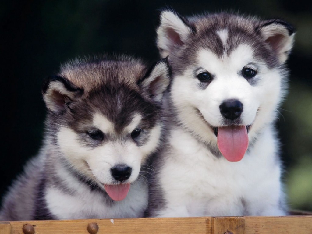 các loại husky hiện nay